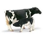 Αγελάδα φυλής Holstein με το μικρό της