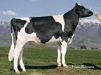 Αγελάδα φυλής Holstein